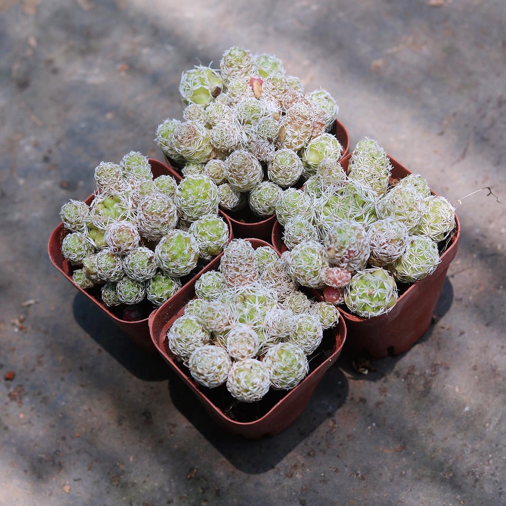 Xương rồng trứng chim nhiều size