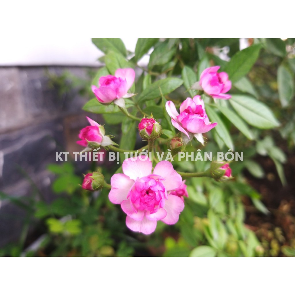 Phân bón Rau Hoa NPK 19-19-19+3CaO+TE -Israel