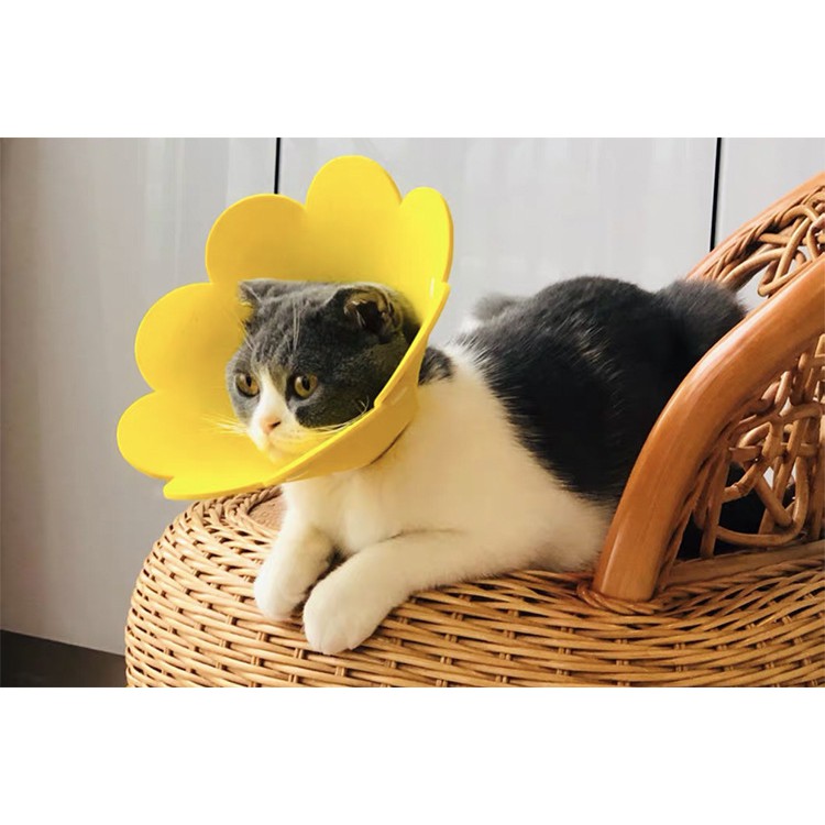 [Có sẵn ] Sunflower Elizabeth Vòng chống liếm cho chó mèo