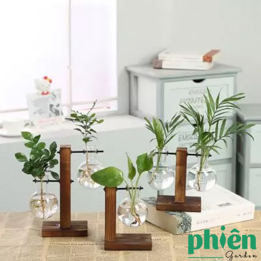 Bình thủy tinh khay đế gỗ trưng bày cây cảnh phong cách cổ điển cho gia đình