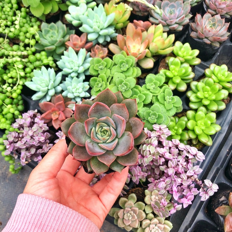 siêu giảm giá sen đá bộ đội lên màu cực yêu