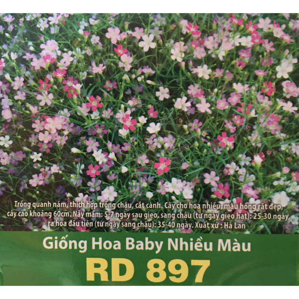 HẠT GIỐNG HOA BABY NHIỀU MÀU