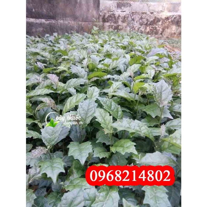 Cây Giống Xạ Đen Hoà Bình F1