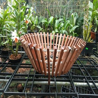 Chậu gỗ trồng lan 49cm