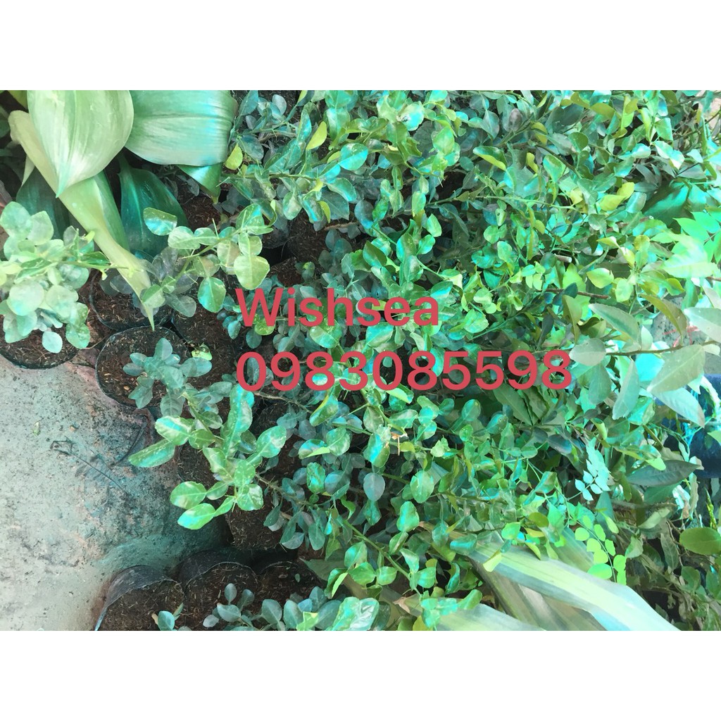 Cây chanh chúc, chanh thái lan, chanh não người
