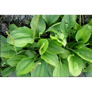 CÓ SẴN HẠT GIỐNG CÂY MÃ ĐỀ 500 hạt