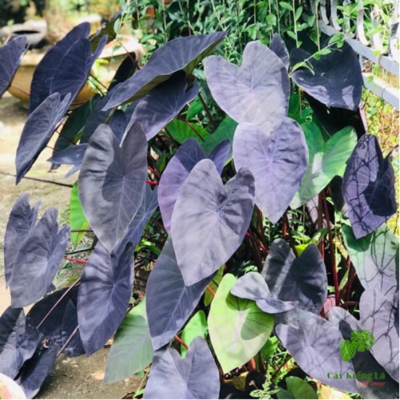 Colocasia Esculenta Black Magic
