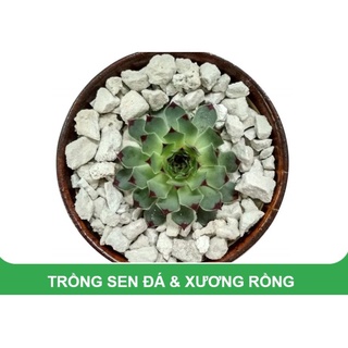 Đá bọt Pumice Indonesia 1kg