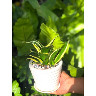 Chậu lưỡi hổ thái