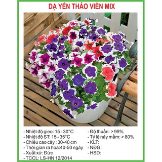 Hạt Giống Dạ yến thảo viền mix 10 Hạt/ Gói