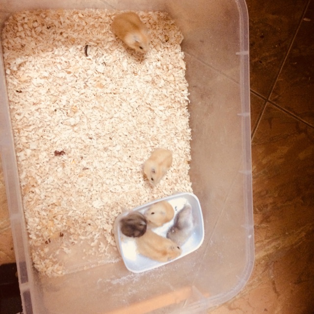 thehamsterworld