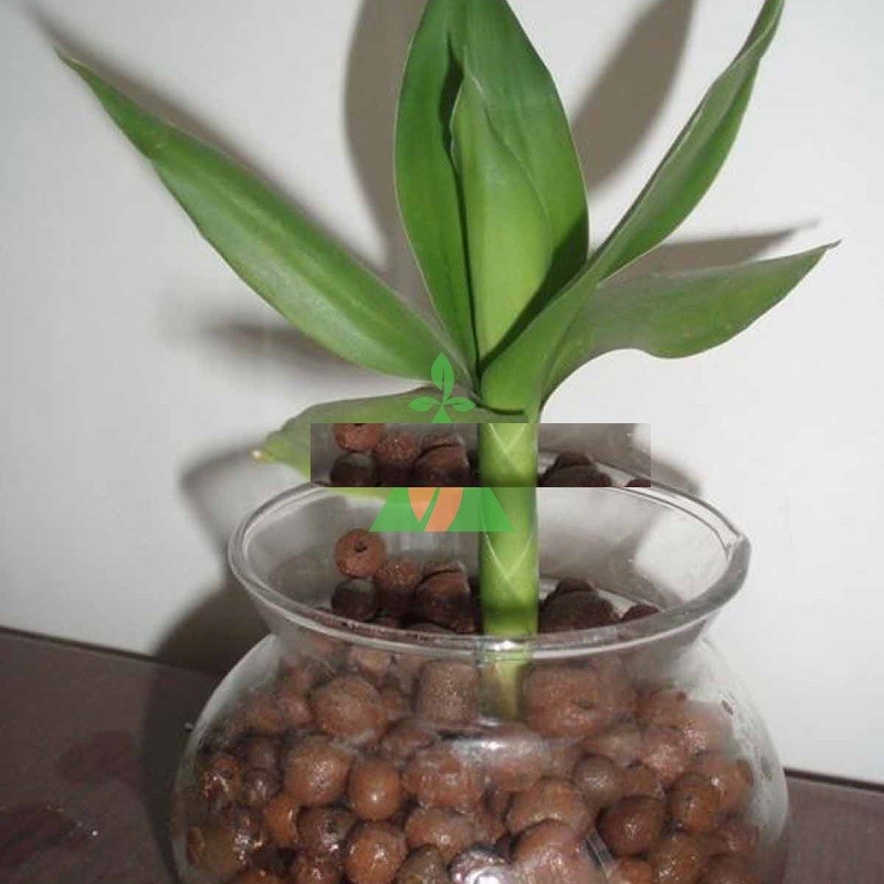 Viên đất nung trồng cây, giá thể đất nung giống cây trồng phú nông, thể tích gói 1 lít