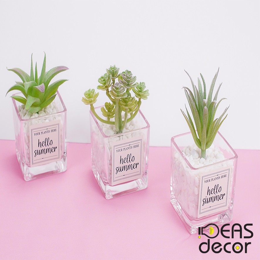 Chậu cây sen đá Hello Summer - Chụp ảnh  đồ ăn, thức uống, mỹ phẩm, trang sức, quần áo - Ideas Decor