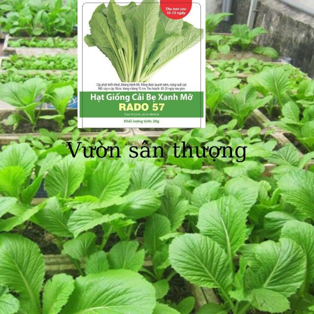 Hạt Giống Cải Bẹ Xanh Mỡ Rạng Đông RADO 57 Dễ Trồng, Năng Suất Cao (20gr)