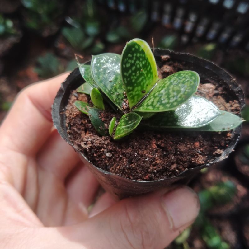 Sale+ Sen Đá Mỏ  Vịt Var - Đột Biến.