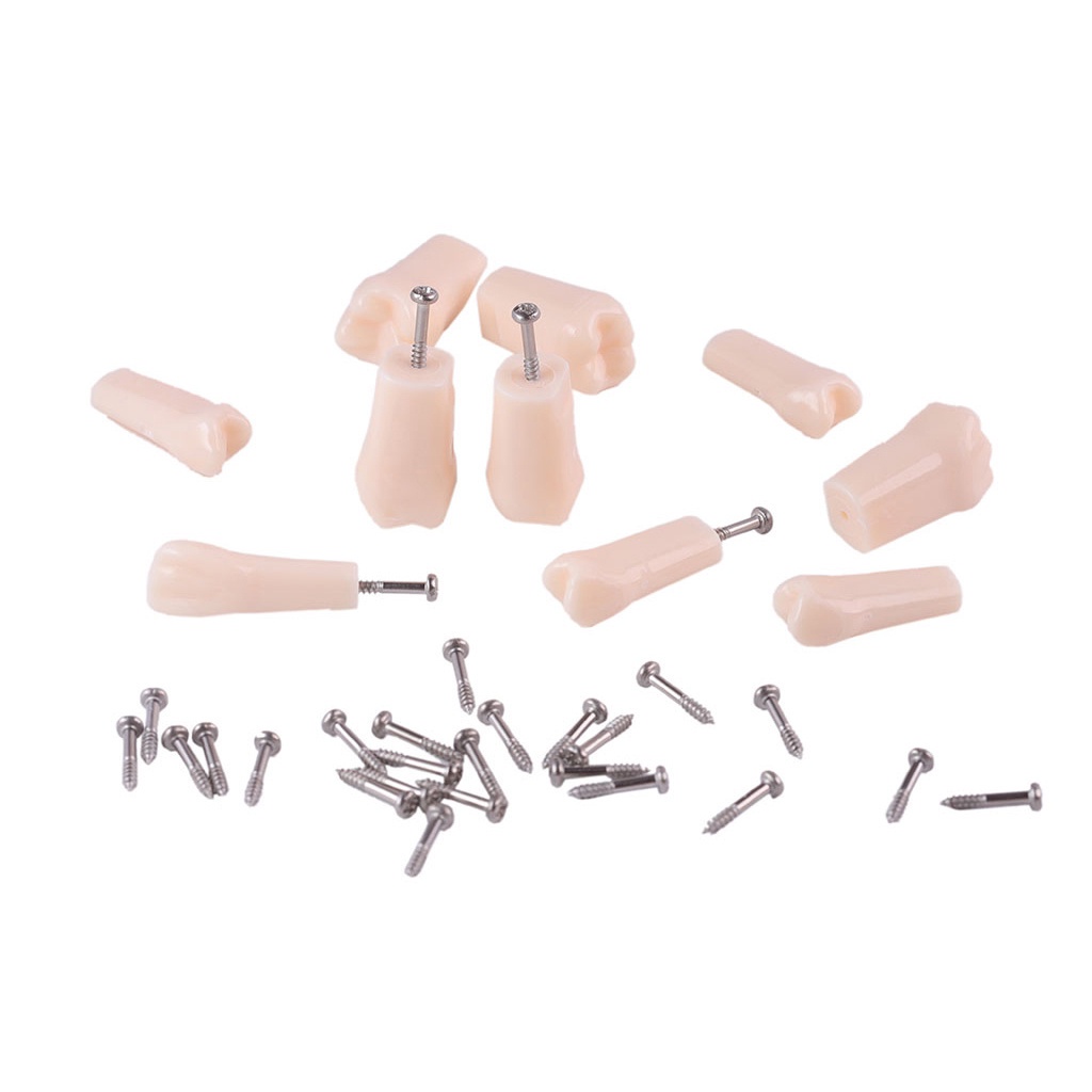 Bộ 28 Mô Hình Răng NISSIN 500 Thay Thế Hỗ Trợ Dạy Học