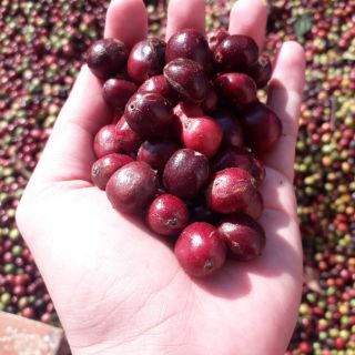 CAFE HẠT VÀ BỘT NGUYÊN CHẤT