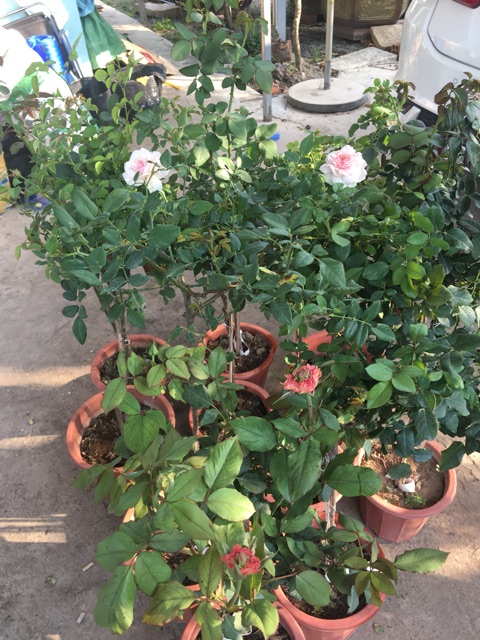 Hồng thân gỗ tree rose