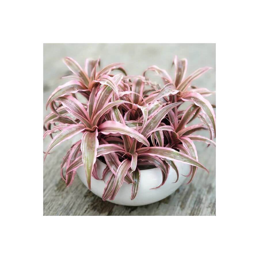 Cây Cryptanthus bivittatus Pink Starlite (Dứa cảnh, Nhung Diệp Tiểu Phụng) chậu nhựa