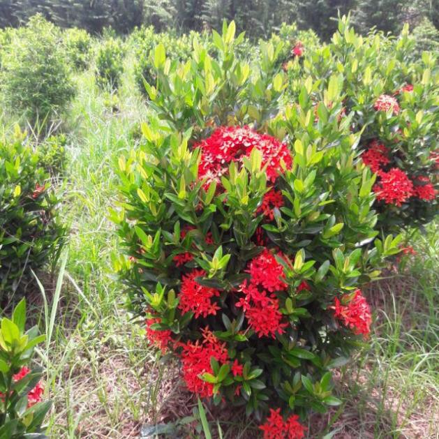 Sản phẩm cây HOA MẪU ĐƠN ĐỎ nguyên bầu tặng kèm  PHÂN SIÊU LÂN giúp cây sinh trưởng phát triển nhanh,hoa to đẹp