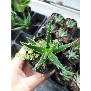 Cây nha đam gai (bạch tuộc, sen đá sao biển)