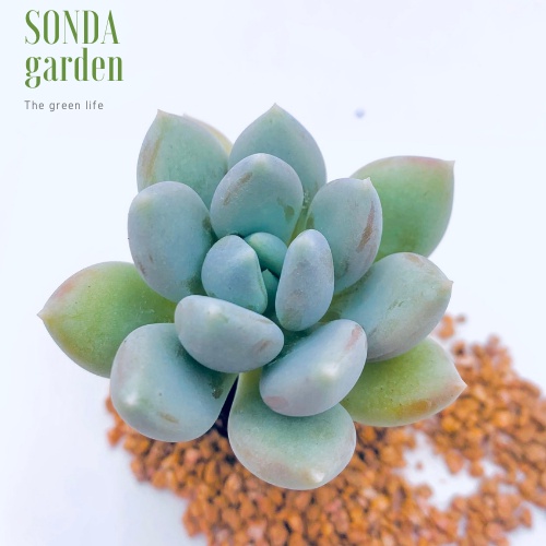 Sen đá sỏi xanh SONDA GARDEN size mini 2.5-4cm, xuất xứ Đà Lạt, khoẻ đẹp, lỗi 1 đổi 1