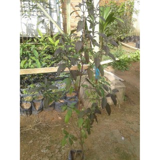 Cây hương nhu - chiều cao khoảng 80cm