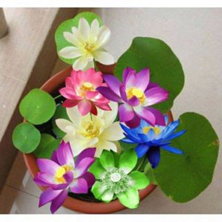 Hạt giống sen mini