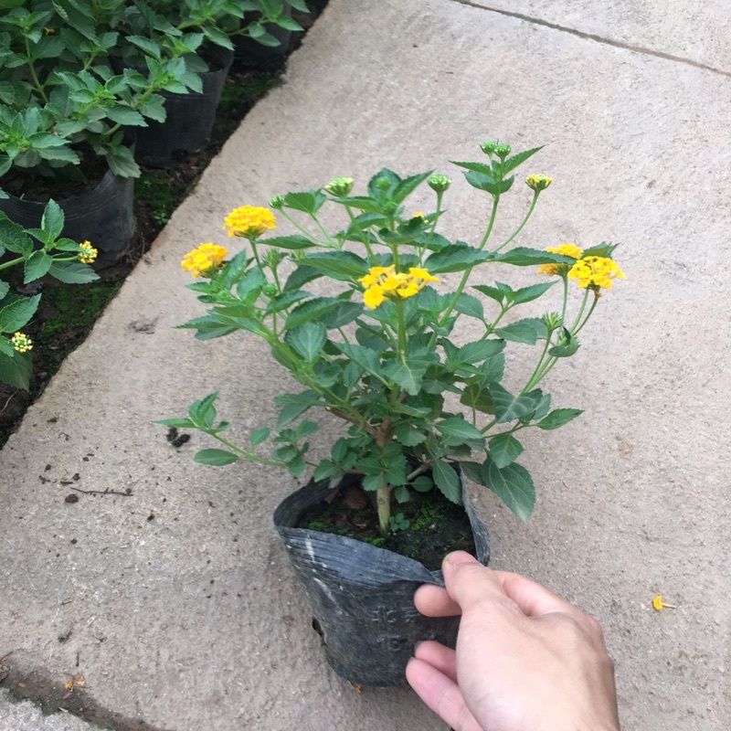 Cây Hoa Ngũ Sắc TÍM RỦ Hoa Quanh Năm,Ưa Nắng,Cây Xum Thích Hợp Trồng Ban Công