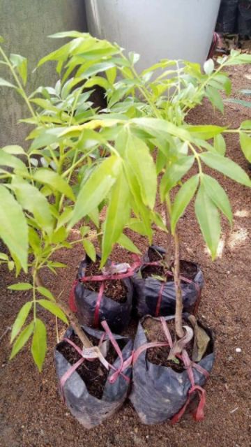 CÂY GIỐNG CÓC LÙN SIÊU QUẢ