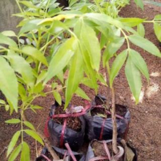 CÂY GIỐNG CÓC LÙN SIÊU QUẢ