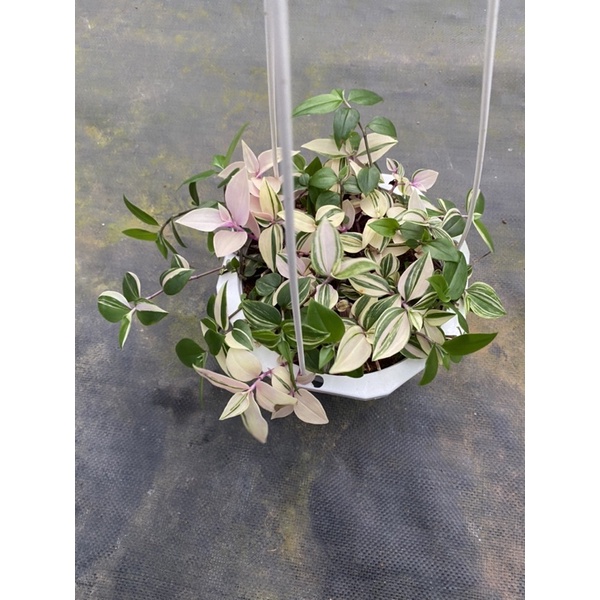 Chậu treo Thài lài var hồng trắng xanh