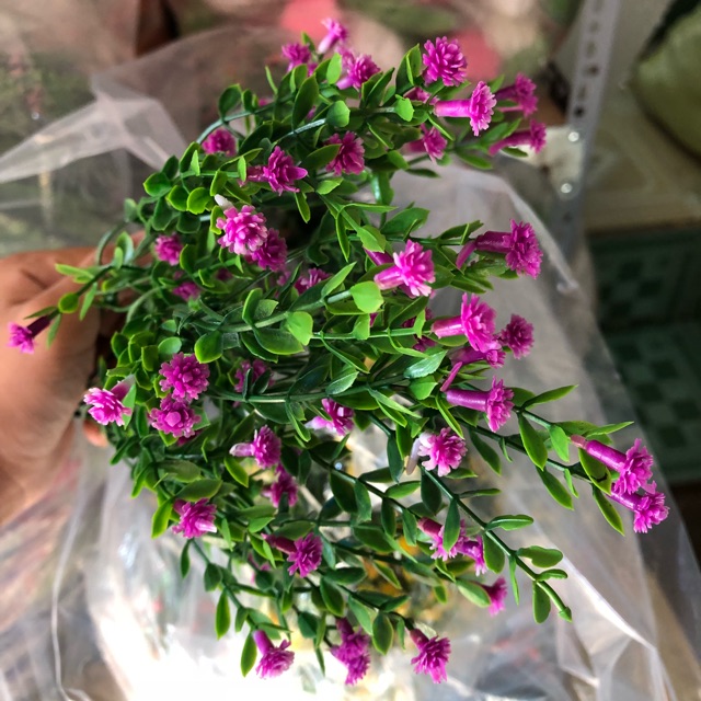 CĐiểm hoa sim
