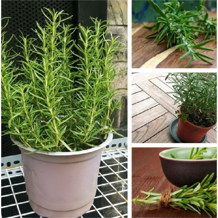 Hạt Giống Cây Hương Thảo Rosemary 20 hạt/gói