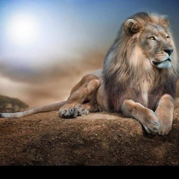 Xưởng gia cổng mi giả