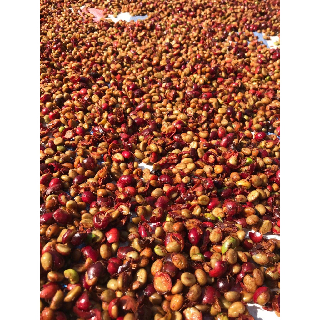 Cà Phê Bột Little Lyly Coffee pha phin/cold brew/pha máy dòng hiện đại CÓ VỊ CHUA THANH (Fruity) | BigBuy360 - bigbuy360.vn