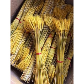 Set 100 bông lúa mạch vàng