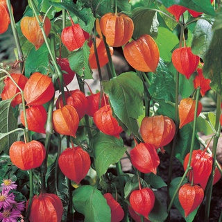 [140 Hạt Giống] Anh Đào Đất Nam Mỹ Màu Đỏ, Quả Nhỏ Ngọt Lịm (Mã 5199)