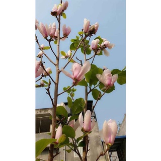 Hoa mộc lan siêu nụ - cây giống to