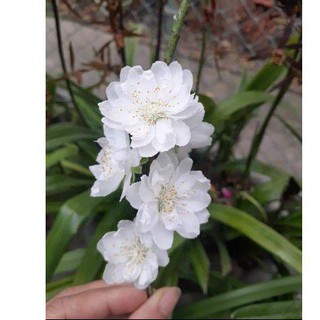 Cây giống hoa đào trắng (bạch đào cánh kép)