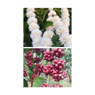 Cà phê rang mộc AURORA COFFEE 500g