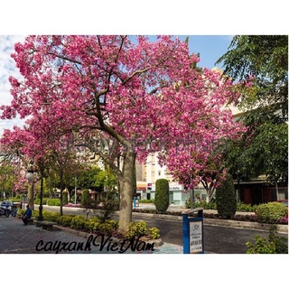 Cây giống Mỹ nhân( thân gỗ)