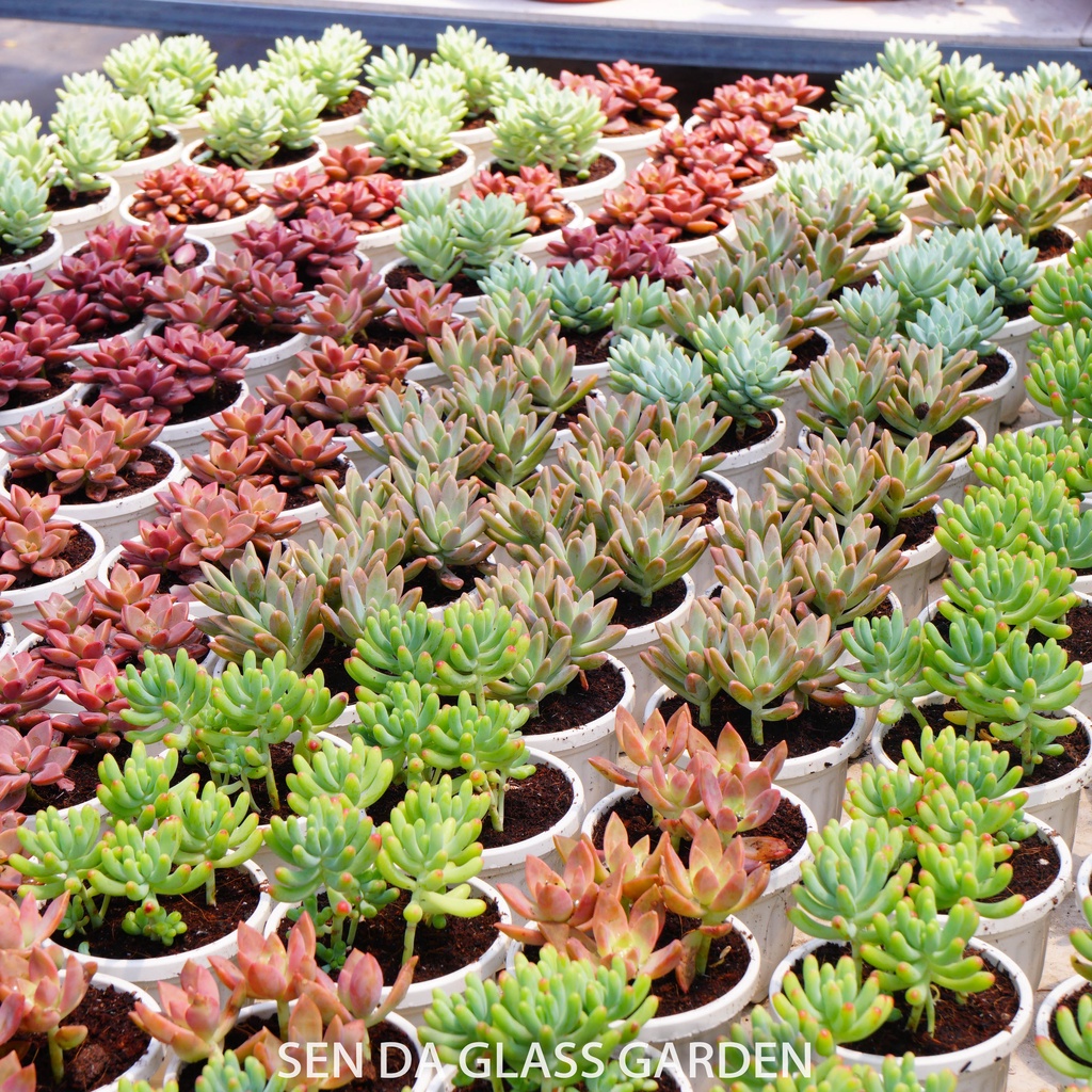 Combo sen đá cành 5 loại mini 3-4cmGLASS GARDEN - Khỏe, đẹp, dễ trồng, Sen đá Đà Lạt thuần khí hậu