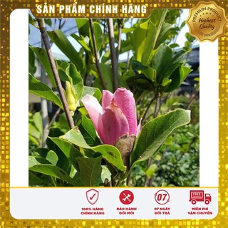 Hạt Giống Hoa Mộc Lan 3 Hạt