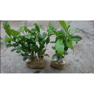 combo 2 cây giống xạ đen
