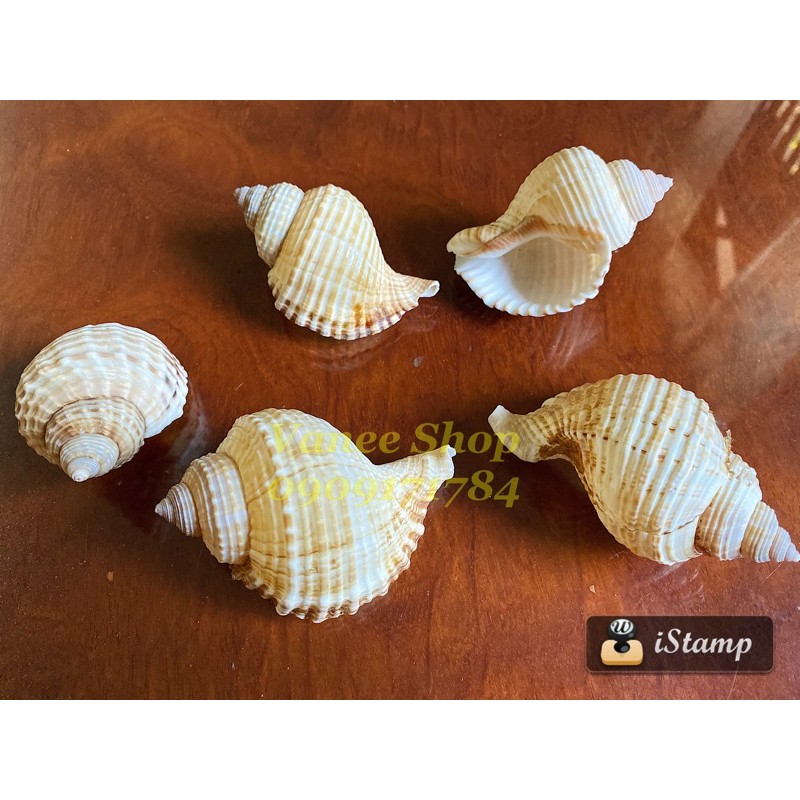 Vỏ ốc lông miệng rộng