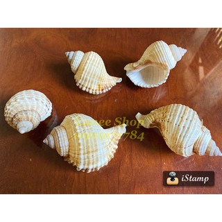 Vỏ ốc lông miệng rộng