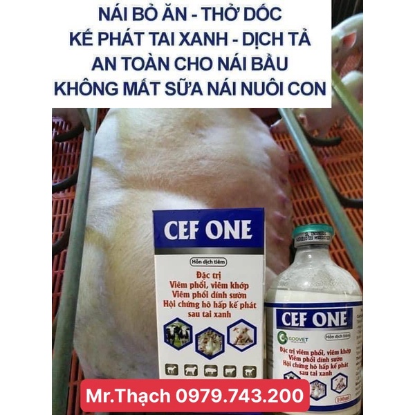 Viêm Phổi, Viêm Tử Cung CEF ONE Goovet Viêm Khớp, Viêm Phổi Dính Sườn, Hội Chứng Hô Hấp Kế Phát Sau Tai Xanh. Ceftiofur