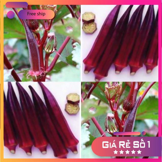 Hạt giống Đậu bắp đỏ (5 gr)