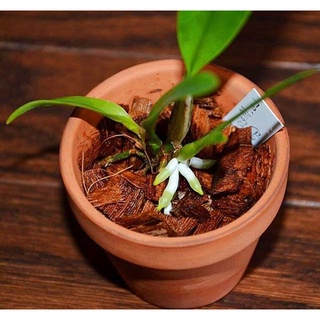 Vỏ dừa trồng lan đã qua xử lý 200g - giá hủy diệt,